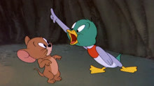 小鸭子向杰瑞告状 汤姆拿枪打到小鸭子