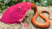 趣味定格动画：紫色的大鱼抓到了小鱼，它的蛋却被偷走了
