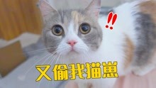 [图]母猫一大早把主人叫醒，居然是想让她帮忙带孩子？