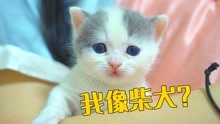 [图]小奶猫因为长得像狗，被老公取名叫柴犬，气死我了！