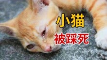 [图]当着母猫的面，小奶猫被活活踩死了！