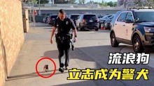 [图]8个与众不同的动物，流浪狗立志成为警犬，跟着警察叔叔寸步不离