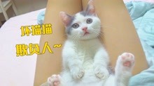 [图]小奶猫总是欺负我，是时候给它一点教训了！