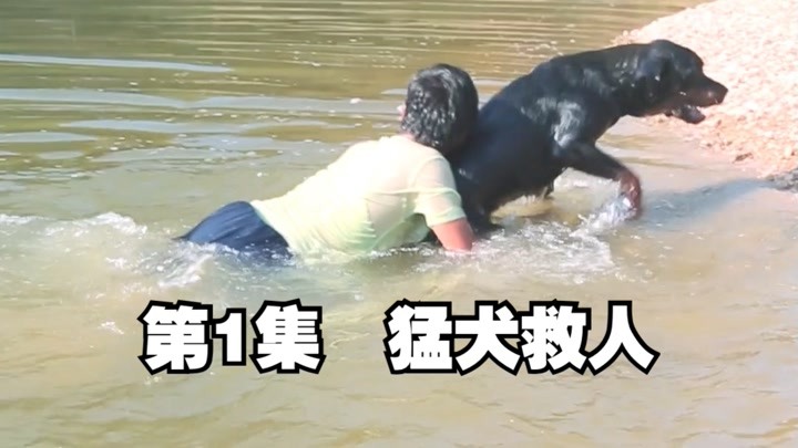 狗水中救人图片