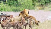 一只狮子被十只鬣狗包围，被压在地上掏肛，幸好狮子兄弟及时赶到