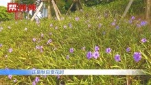 [图]秋日里的靓丽风景！福建各地多种花朵竞相绽放，层林尽染秋意浓