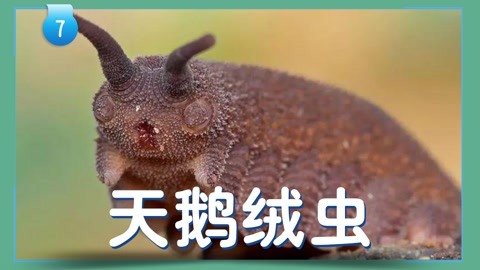 天鹅绒虫:奇特的狩猎方式