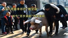 地震被埋36天，救出后成为猪中“贵妇”，如今猪坚强传来噩耗