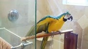 这只鹦鹉好欢乐，一边洗澡，还一边唱起了曲儿！