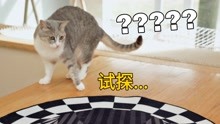 眩晕地毯其实是智力测试！小猫咪太傻啦！