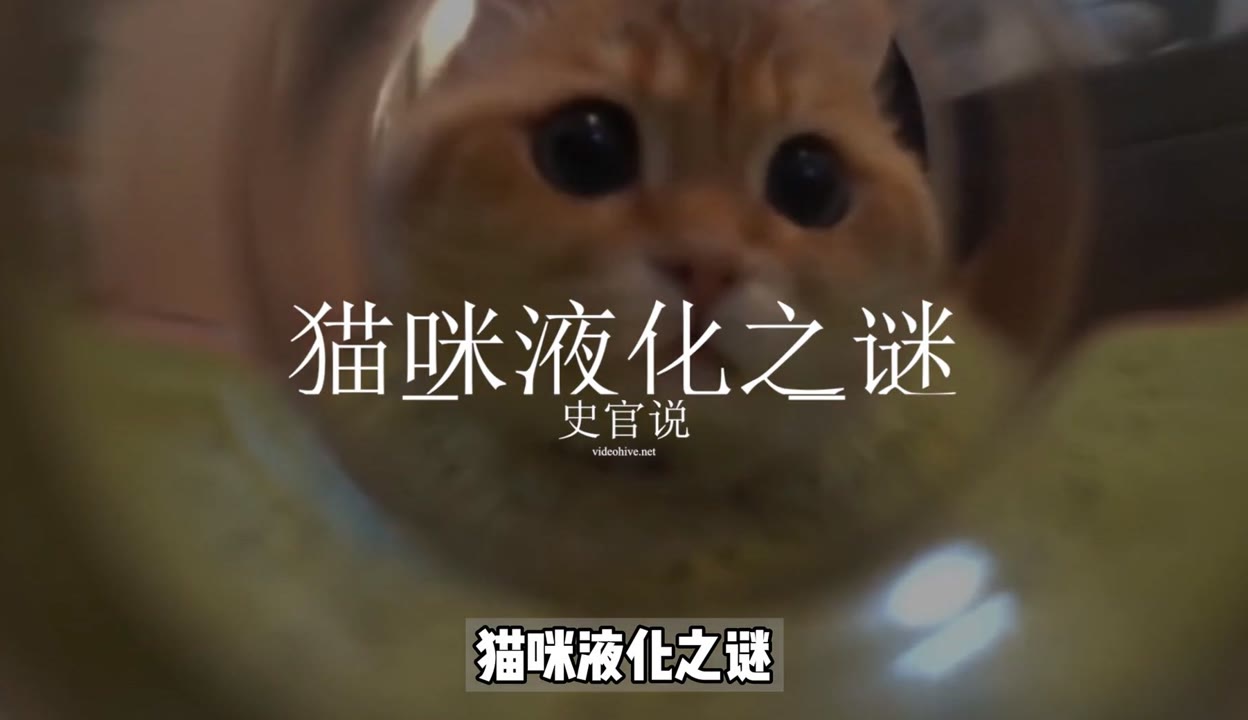 猫咪为什么是液体?