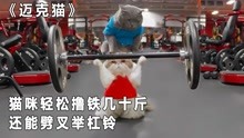 [图]猫咪轻松撸铁几十斤，还能劈叉举杠铃，萌宠短片《迈克猫》