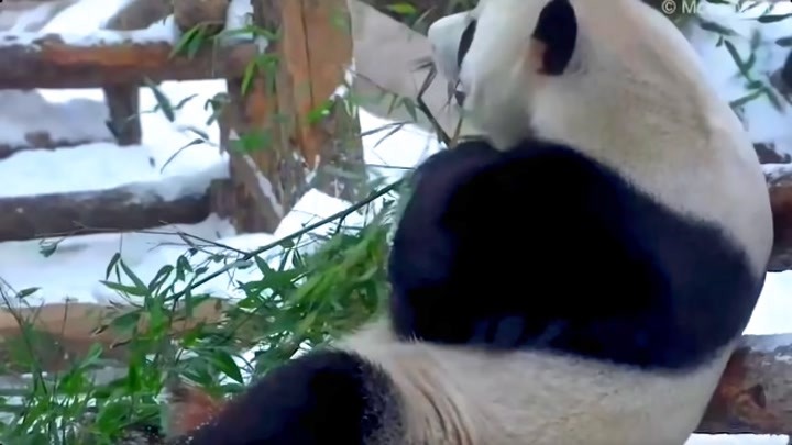 欢喜过虎年！旅俄大熊猫“如意”和“丁丁”收到新春礼物