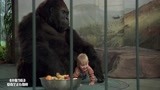 小鬼当街：宝宝跑进动物园，与猩猩玩耍，把绑匪吓坏了