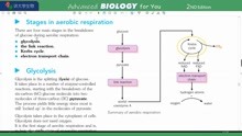 P304 Glycolysis糖酵解 常荣讲牛津大学生物BIOLOGY OXFORD