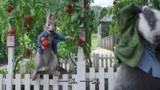 比得兔2：汤米偷摘西红柿，还在衣服里藏了好多，太厉害了