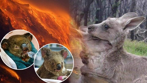 澳洲大火烧死5亿动物 考拉或将被列为濒危物种