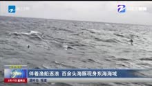 伴着渔船逐浪 百余头海豚现身东海海域