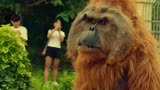 《东北猛兽》高成功假扮猩猩被揭穿 动物园陷入舆论风波