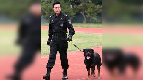 警犬因追罪犯走失,竟自己搭順風貨車,蹭公交車回來 獼猴桃好劇必看