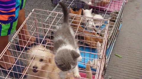 汉中猫狗市场图片