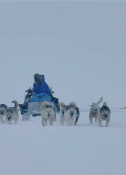 雪橇犬英文版}