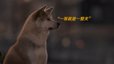 《忠犬八公》：一个男人与一条狗的感人故事，史诗级催泪电影