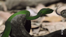 我们的国家公园｜ 眼镜王蛇一口咬扁竹叶青的头