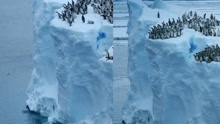 难得一见！大约700只帝企鹅幼崽，聚集在冰冷的悬崖边缘排队跳水