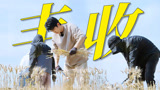 《种地吧3》金秋时节，接稻谷成熟，穗穗饱满！